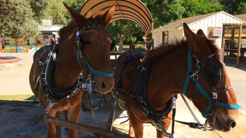 Two Mules Stock Footage 97968180