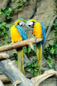Two multi colored parrots together on one branch Stock Photos