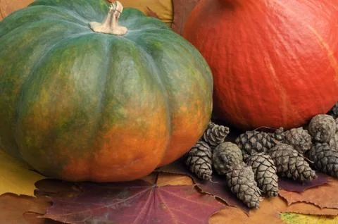 Two multi-colored pumpkins close-up against the background of dry autumn leaves Stock Photos