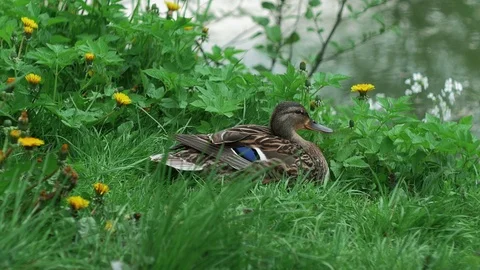 Two multicolored ducks are sitting in grass against backdrop of pond Stock Footage 75864193