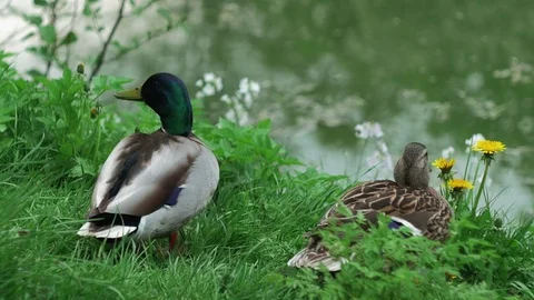 Two multicolored ducks are sitting in grass against backdrop of pond Stock Footage 75865969