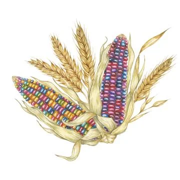 Two multicolored Indian corn cobs arrangement with wheat ears. Watercolor Stock Illustration