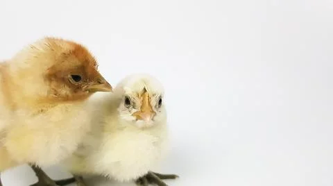 Two multicolored live chickens on a white background Stock Photos