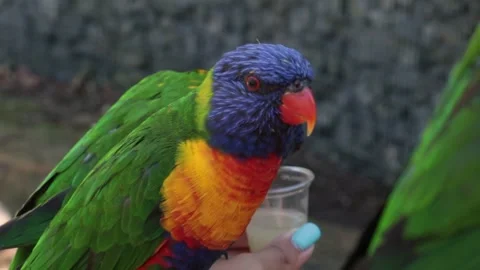 Two multicolored parrots close-up. parrots resting on a woman's arm. Stock Footage 277568250