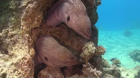 Two Murena on Coral Reef Stock Footage 49832994