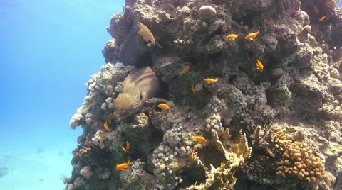 Two Murena on Coral Reef Stock Footage 61561047