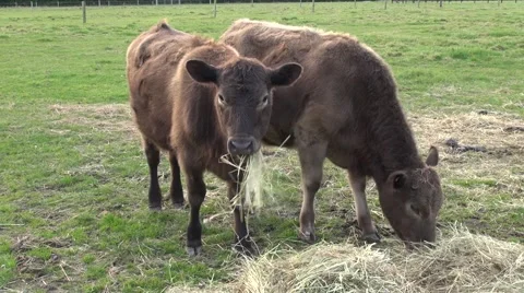 Two Murray Grey calves eating hay Stock Footage 49579443