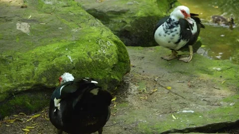 Two Muscovy Duck Stock-Footage 242104061