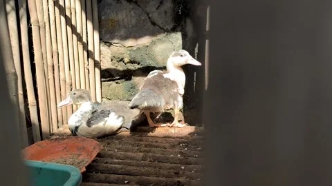 Two Muscovy ducklings Stock Footage 329497906