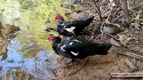 Two Muscovy ducks are drinking water from a pond on a sunny day Stock Footage 337602298