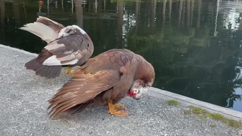 Two Muscovy ducks cleaning feathers on the shore by the lake. Brown duck with Stock Footage 244108998