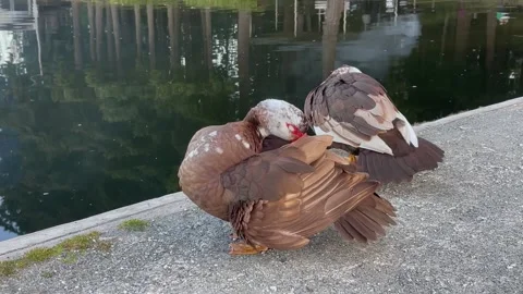 Two Muscovy ducks cleaning feathers on the shore by the lake. Brown duck with Stock Footage 244288332