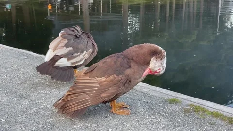 Two Muscovy ducks cleaning feathers on the shore by the lake. Brown duck with Stock Footage 244439920