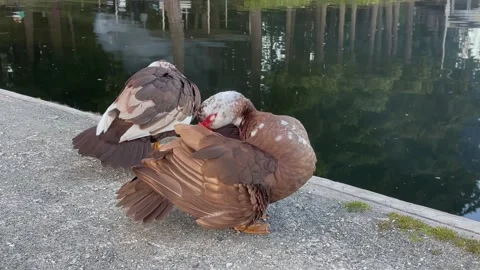 Two Muscovy ducks cleaning feathers on the shore by the lake. Brown duck with Stock Footage 245050065