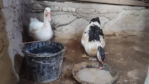 Two Muscovy Ducks Drinking Water in Rustic Coop Stock Footage 345573905