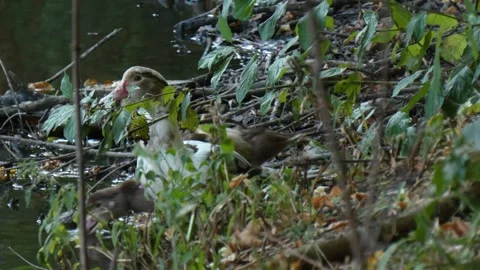 Two Muscovy ducks preening feathers as metaphor for social connection Stockbeeldmateriaal 339713983