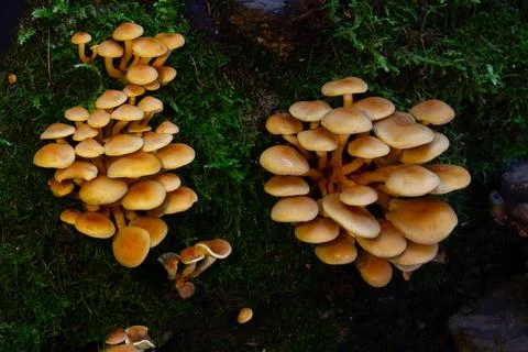 Two Mushroom Clusters On Forest Floor Stock Photos