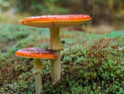 Two mushroom in the forest. Stock Photos