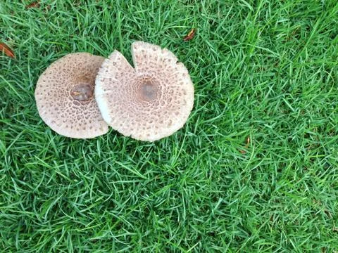 The two mushroom in the garden Stock Photos