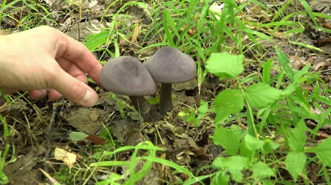 Two mushroom toadstool purple and black poison to humans Stock Footage 59064232