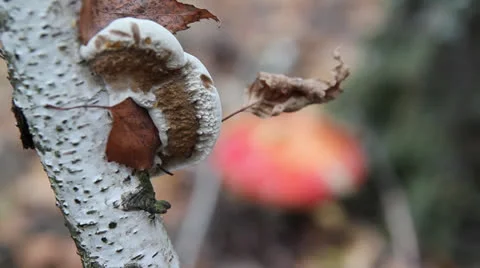 Two mushrooms Stock Footage 24687717