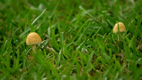 Two Mushrooms 스톡 동영상 137348691