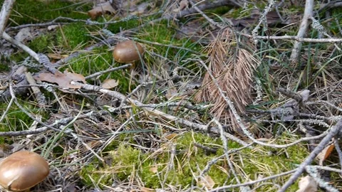 Two mushrooms in the forest. Camera slide from right to left. Autumn weather Stock Footage 104661464