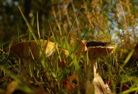 Two mushrooms in the forest Stock Photos