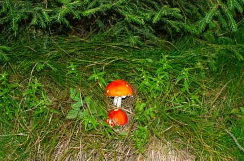 Two mushrooms in grass Stock Photos