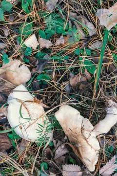 Two mushrooms on the grass Stock Photos
