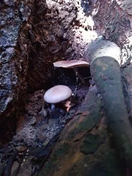 Two mushrooms grow on a tree root Stock Photos