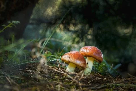 Two mushrooms grows in dark sunlight Foto stock