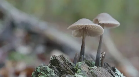 Two Mushrooms over a trunk macro shot with pan movement Video stock 56280525
