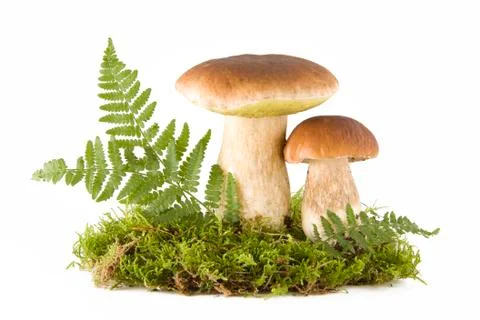 Two mushrooms Stock Photos
