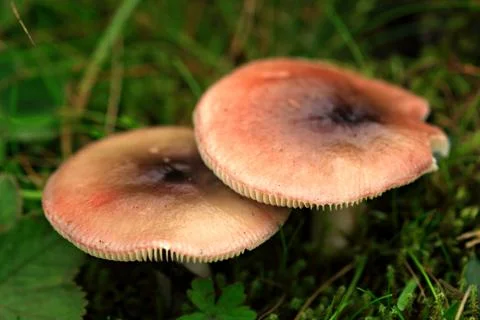Two mushrooms Foto stock
