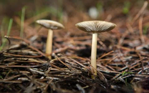 Two mushrooms Stock Photos