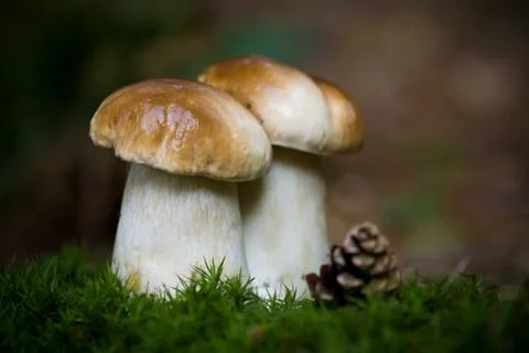 Two mushrooms Stock Photos