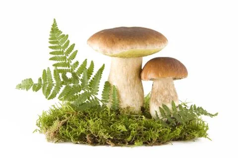 Two mushrooms Stock Photos