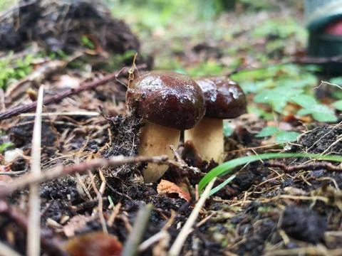 Two mushrooms Stock Photos