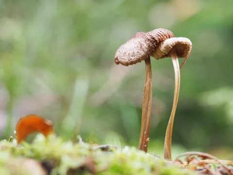 Two mushrooms Stock Photos