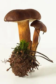 Two mushrooms with a pine cone on a white background Stock Photos