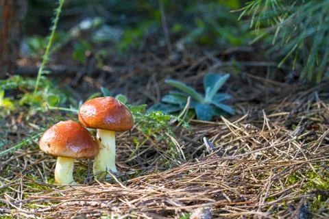 Two mushrooms Suillus grows Foto stock