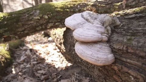 Two mushrooms on a tree and moss Vidéo 105726910
