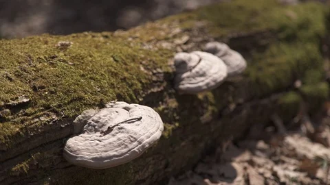 Two mushrooms on a tree Vidéo 105726933