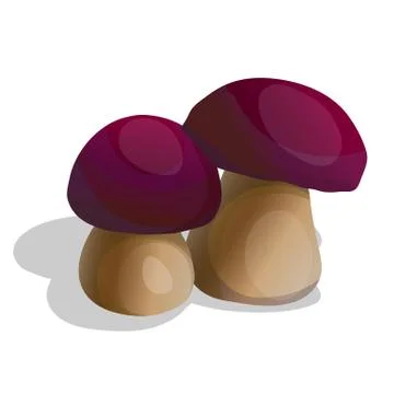 Two mushrooms on white background Stock Illustration