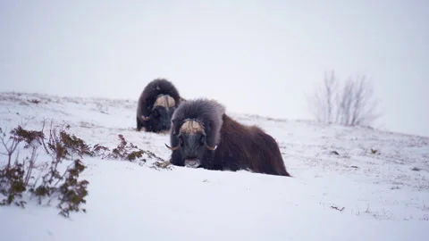 Two Musk Ox resting Stock Footage 306092869