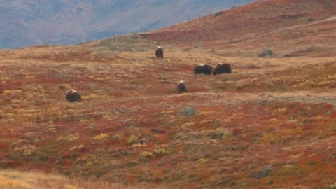 Two muskox fighting Stock Footage 168324147