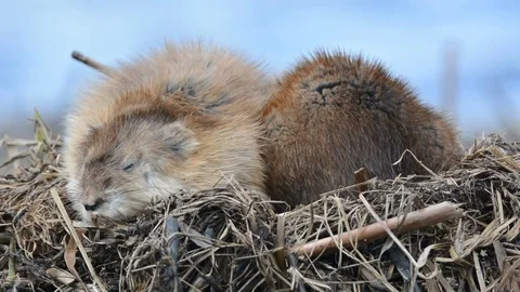 Two muskrats bask in the sun. Stock Footage 76267870