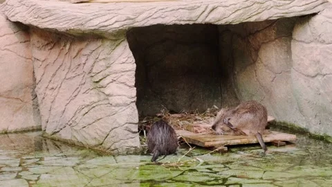 Two muskrats Stock Footage 160343834