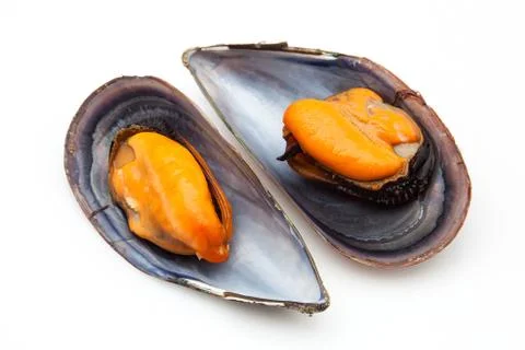 Two mussels Stock Photos